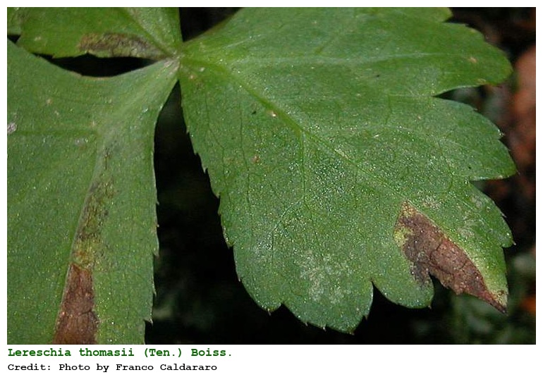 Lereschia thomasii (Ten.) Boiss.